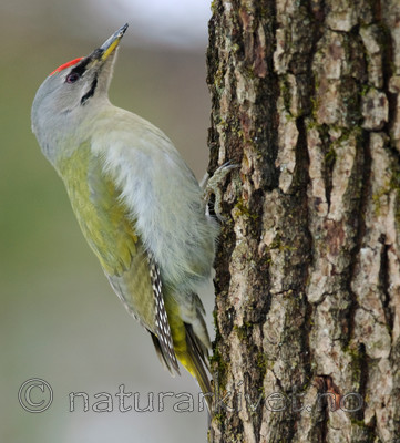 BB 08 0017 / Picus canus / Gråspett